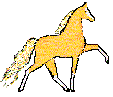 palomino